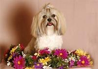 lhasaapso hernandez