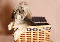 lhasaapso hernandez2