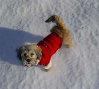 lhasaapso hotaling