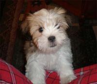 lhasaapso josselyn