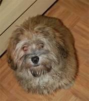 lhasaapso kendy
