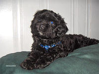 lhasapoo beaudrie