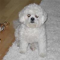 lhasapoo cu