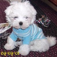 maltese alderson
