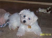 maltese holmes