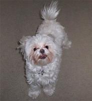 maltese hurse3