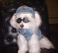 maltese penn