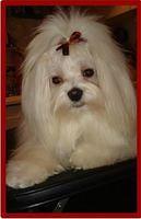 maltese quaranta