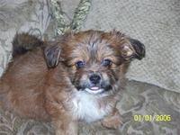 maltipom mcelhatton