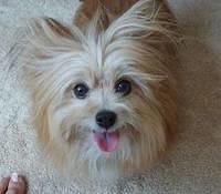 maltipom mitre