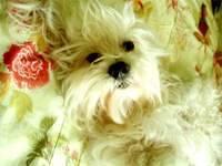 maltipoo espinoza