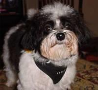 maltipoo mayer