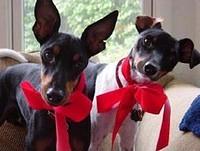 manchesterterriers