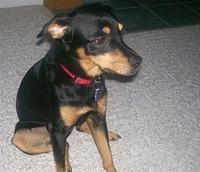manchesterterrier huntoon