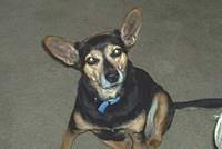 manchesterterrier lana