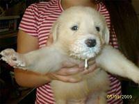 maremmasheepdogs