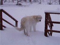 maremmasheepdog jones