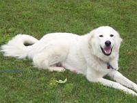 maremmasheepdog macklin