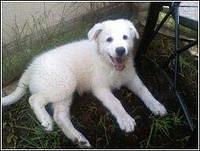 maremmasheepdog odonnell