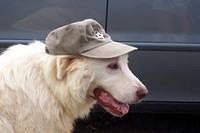 maremmasheepdog todd