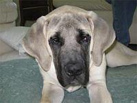 mastiffs