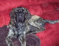 mastiff buchholz