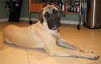 mastiff clark