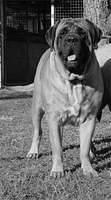 mastiff docherty