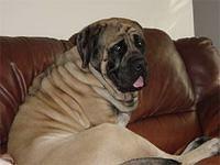 mastiff donnellan5