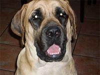 mastiff fortin