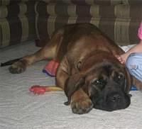 mastiff moraghan