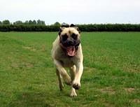 mastiff russell