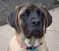 mastiff shaw