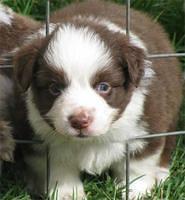 miniatureaustralianshepherds