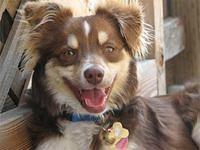 miniatureaustralianshepherd hirata