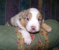 miniatureaustralianshepherd mueller