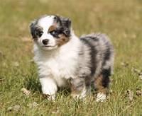 miniatureaustralianshepherd peckham