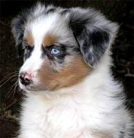miniatureaustralianshepherd venter