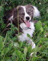 northamericanshepherd p001