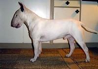 miniaturebullterriers