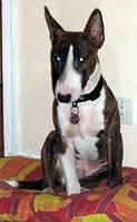 miniaturebullterrier first