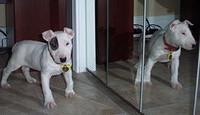 miniaturebullterrier hanlon