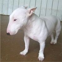 miniaturebullterrier maye