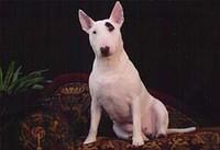 miniaturebullterrier pike1