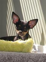 miniaturepinscher abelle