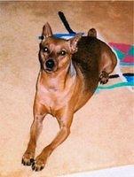 miniaturepinscher bowers