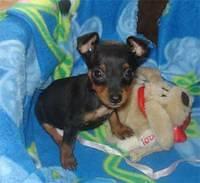 miniaturepinscher chris