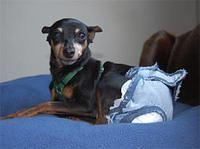 miniaturepinscher crist