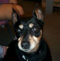miniaturepinscher delacruz