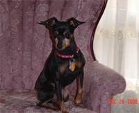 miniaturepinscher floyd